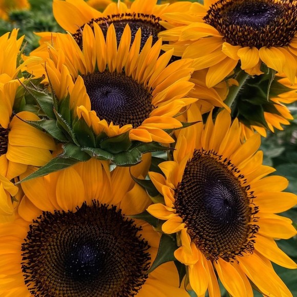 Meet your Posher, Avery - Picture 1 of 1